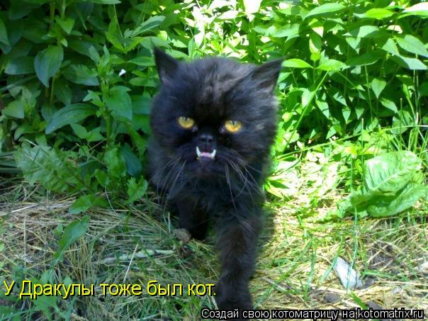 Котоматрица: У Дракулы тоже был кот.