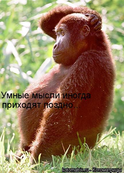 Котоматрица: приходят поздно... Умные мысли иногда