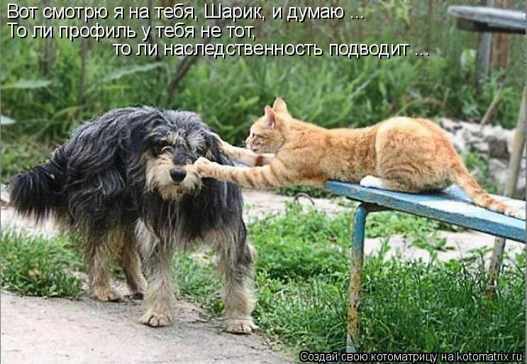 Котоматрица: Вот смотрю я на тебя, Шарик, и думаю ...  То ли профиль у тебя не тот,  то ли наследственность подводит ...