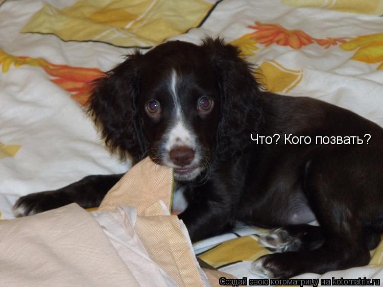 Котоматрица: Что? Кого позвать?