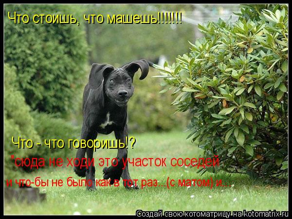Котоматрица: Что стоишь, что машешь!!!!!!! Что - что говоришь!?  "сюда не ходи это участок соседей  "сюда не ходи это участок соседей и что-бы не было как в тот р