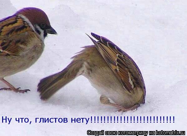 Котоматрица: Ну что, глистов нету!!!!!!!!!!!!!!!!!!!!!!!!!!