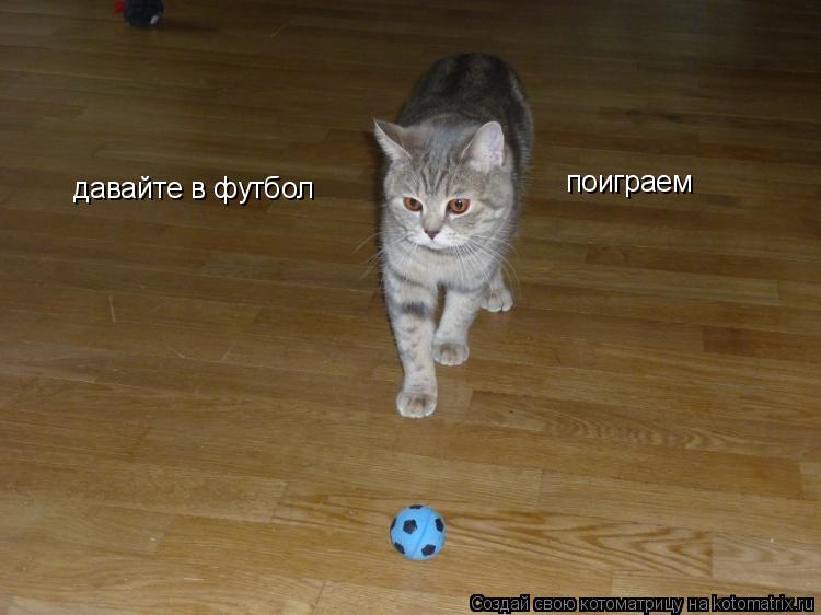 Котоматрица: давайте в футбол  давайте в футбол  поиграем