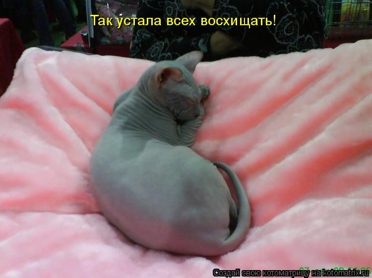Котоматрица: Так устала всех восхищать!