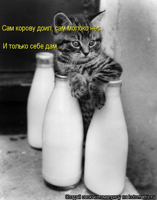 Котоматрица: Сам корову доил, сам молоко нёс. И только себе дам...