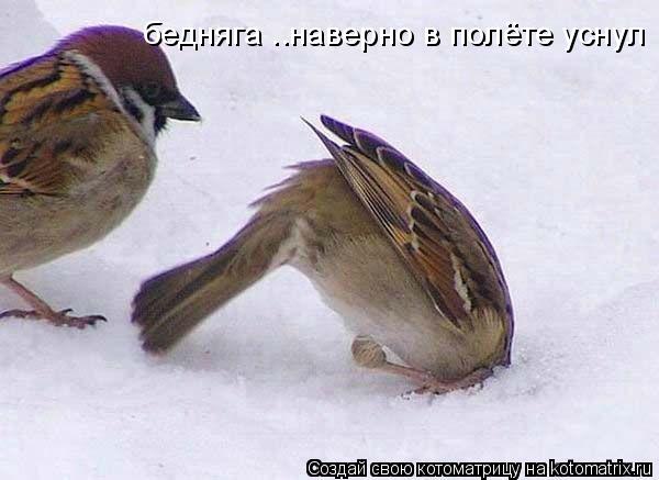 Котоматрица: бедняга ..наверно в полёте уснул