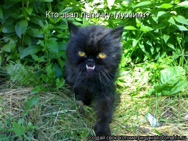 Котоматрица: Кто звал лапочку-Мурзика?
