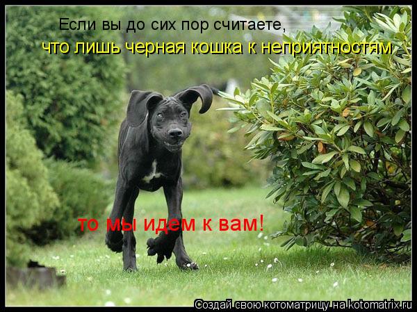 Котоматрица: Если вы до сих пор считаете,  что лишь черная кошка к неприятностям то мы идем к вам!