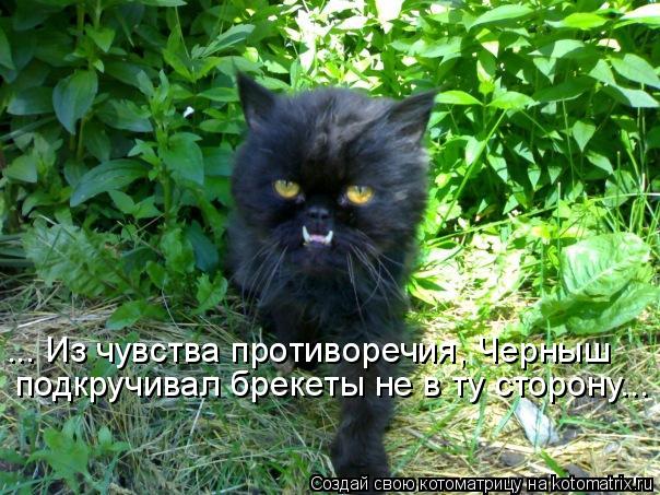 Котоматрица: ... Из чувства противоречия, Черныш подкручивал брекеты не в ту сторону...
