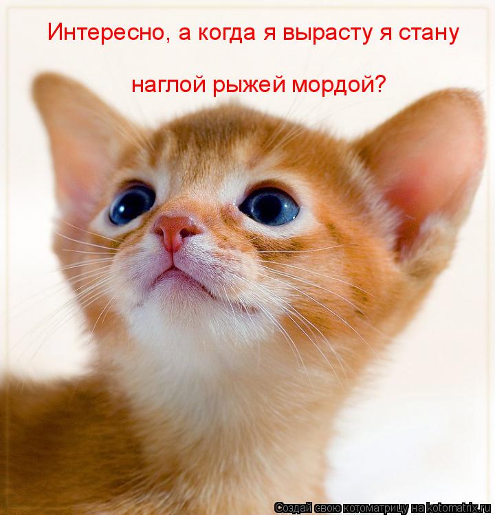 Котоматрица: Интересно, а когда я вырасту я стану наглой рыжей мордой?