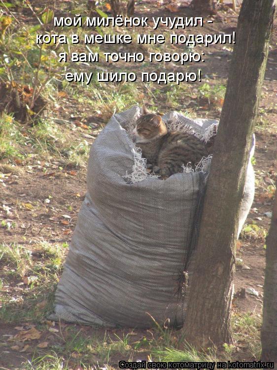 Котоматрица: мой милёнок учудил - кота в мешке мне подарил! я вам точно говорю: ему шило подарю!