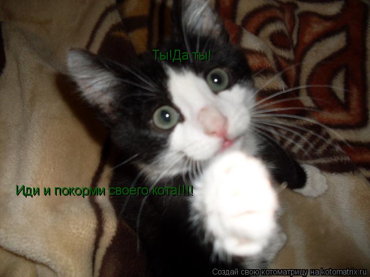 Котоматрица: Ты!Да ты! Иди и покорми своего кота!!!!