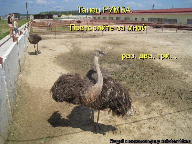Котоматрица: Танец РУМБА.                   Повторяйте за мной       раз, два, три...