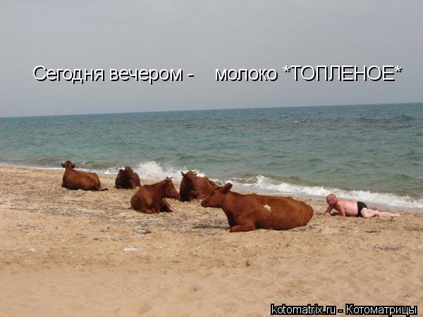 Котоматрица: Сегодня вечером -    молоко *ТОПЛЕНОЕ*
