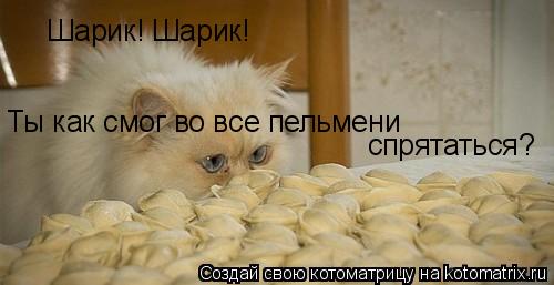 Котоматрица: Шарик! Шарик! Ты как смог во все пельмени  спрятаться?