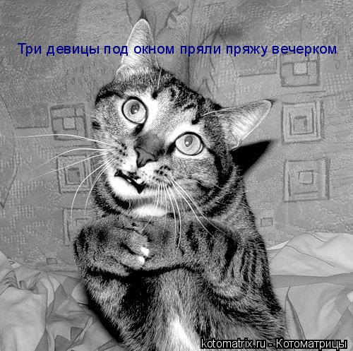 Котоматрица: Три девицы под окном пряли пряжу вечерком