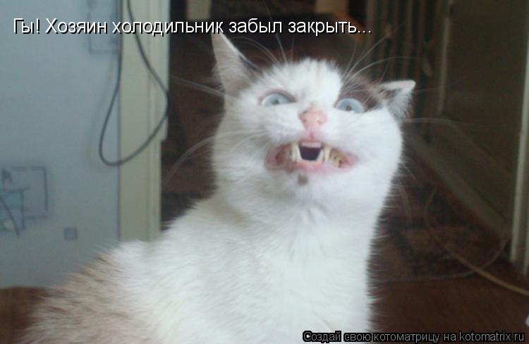 Котоматрица: Гы! Хозяин холодильник забыл закрыть...