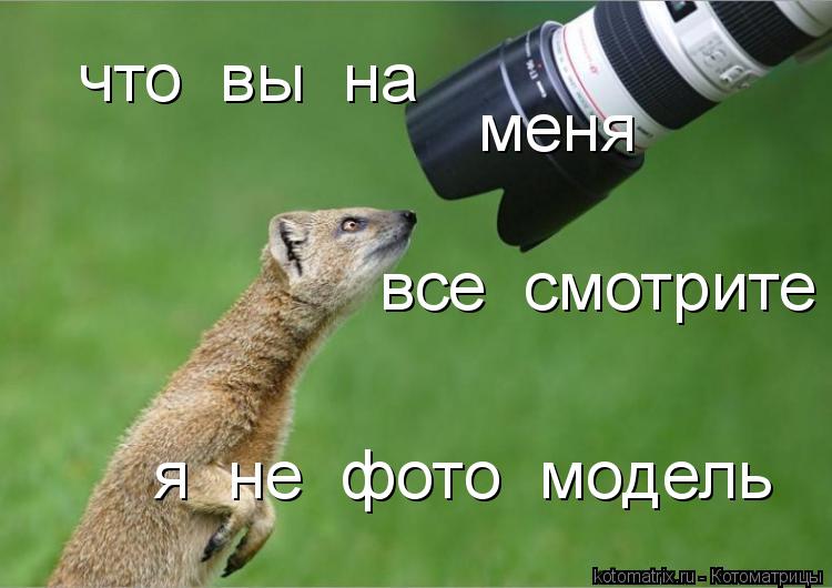 Котоматрица: что  вы  на меня все  смотрите я  не  фото  модель