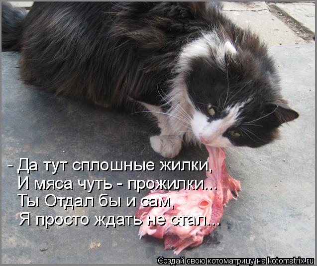 Котоматрица: - Да тут сплошные жилки, И мяса чуть - прожилки... Ты Отдал бы и сам, Я просто ждать не стал...
