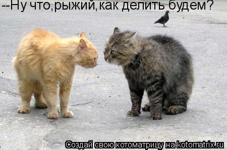 Котоматрица: --Ну что,рыжий,как делить будем?