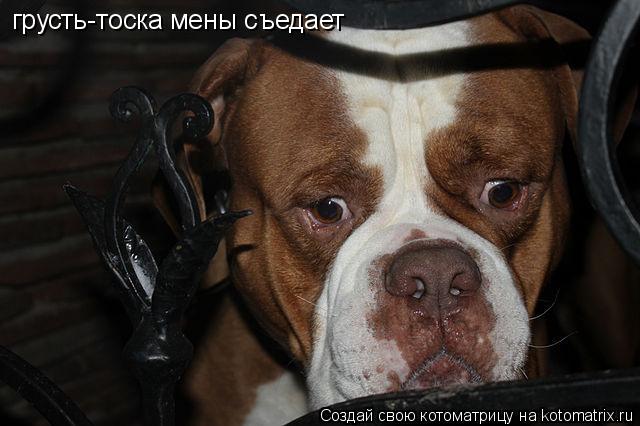 Котоматрица: грусть-тоска мены съедает