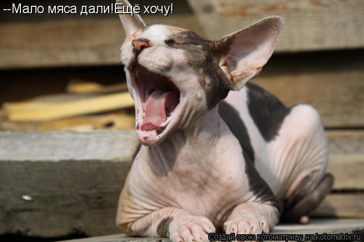 Котоматрица: --Мало мяса дали!Ещё хочу!