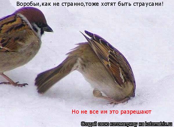 Котоматрица: Воробьи,как не странно,тоже хотят быть страусами! Но не все им это разрешают