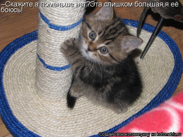 Котоматрица: --Скажите,а поменьше нет?Эта слишком большая,я её боюсь!