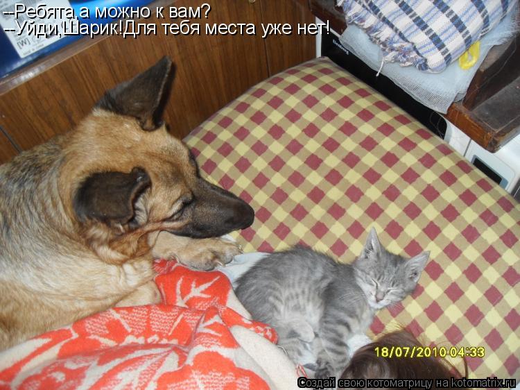 Котоматрица: --Ребята,а можно к вам? --Уйди,Шарик!Для тебя места уже нет!