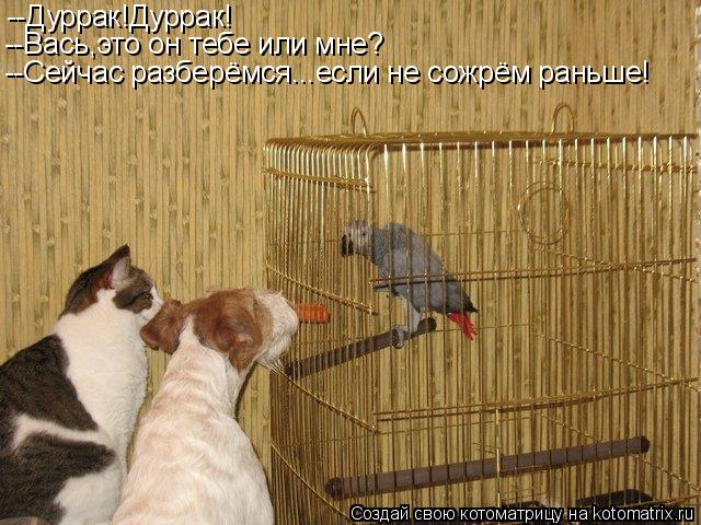 Котоматрица: --Дуррак!Дуррак! --Вась,это он тебе или мне? --Сейчас разберёмся...если не сожрём раньше!