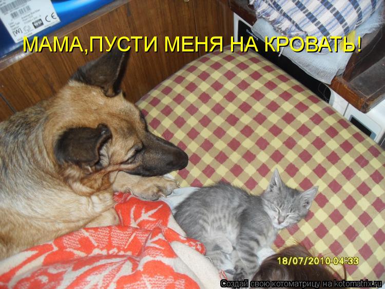 МАМА,ПУСТИ МЕНЯ НА КРОВАТЬ!... Котоматрица: МАМА,ПУСТИ МЕНЯ НА КРОВАТЬ!