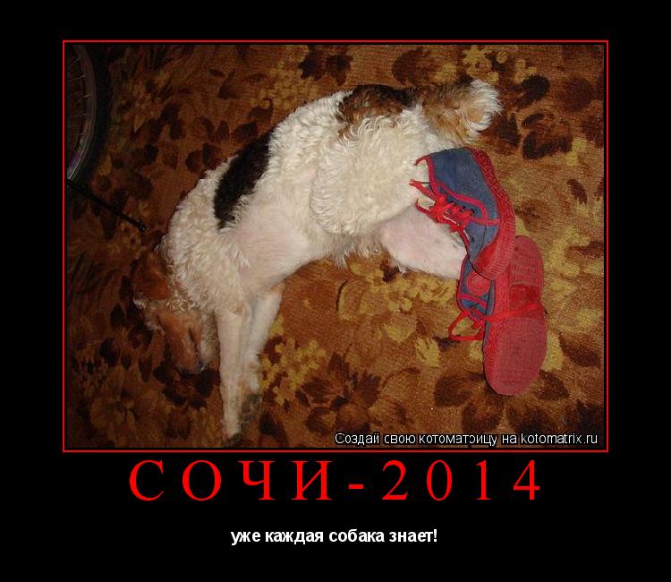 Котоматрица: сочи-2014 уже каждая собака знает!