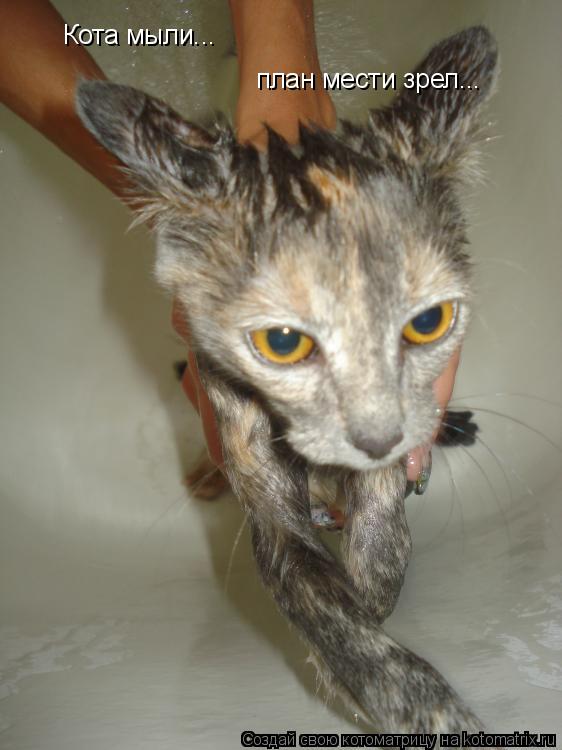 Котоматрица: Кота мыли... план мести зрел...