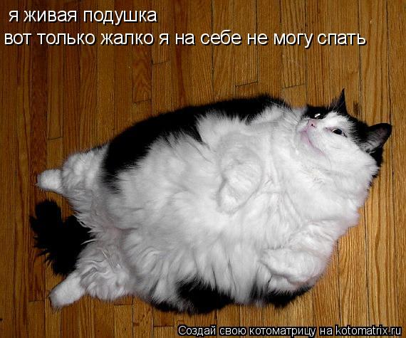 я живая подушка я живая подушка вот только жалко я на себе не могу спать... Котоматрица: я живая подушка я живая подушка вот только жалко я на себе не могу спать