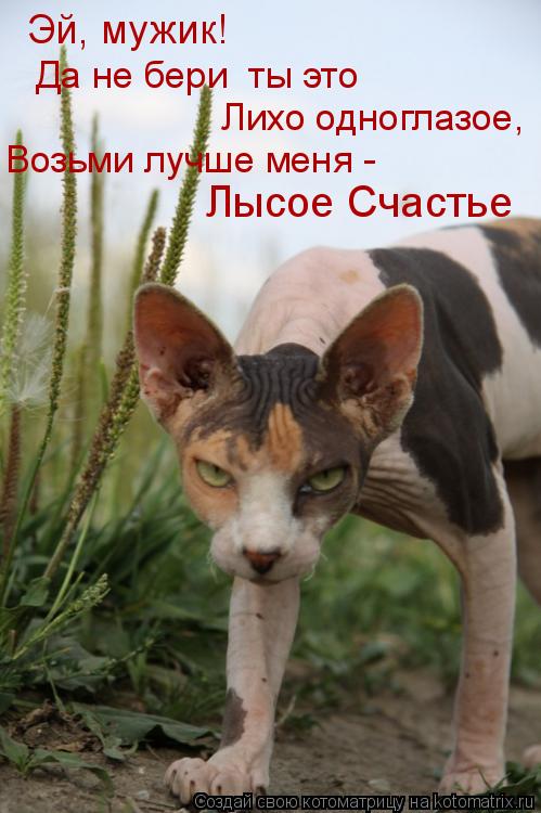 Котоматрица: Возьми лучше меня -  Лысое Счастье Эй, мужик!  Лихо одноглазое, Да не бери  ты это