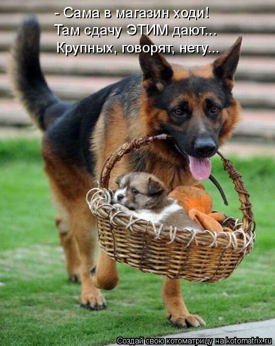 - Сама в магазин ходи! Там сдачу ЭТИМ дают... Крупных, говорят, нету...... Котоматрица: - Сама в магазин ходи! Там сдачу ЭТИМ дают... Крупных, говорят, нету...