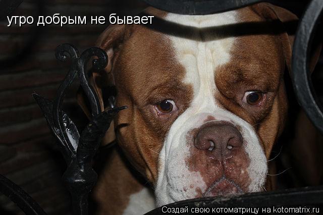 Котоматрица: утро добрым не бывает