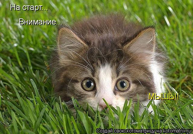 Котоматрица: На старт... Внимание... МЫШЬ!! МЫШЬ!!