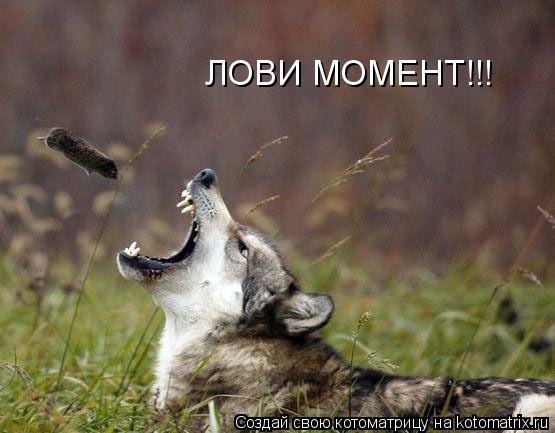 Котоматрица: ЛОВИ МОМЕНТ!!!