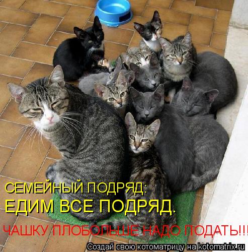 Котоматрица: СЕМЕЙНЫЙ ПОДРЯД: ЕДИМ ВСЕ ПОДРЯД. ЧАШКУ ПЛОБОЛЬШЕ НАДО ПОДАТЬ!!!
