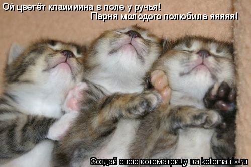 Котоматрица: Ой цветёт клаиииина в поле у ручья! Парня молодого полюбила яяяяя!