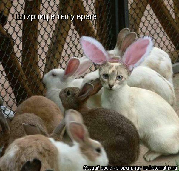 Котоматрица: Штирлиц в тылу врага