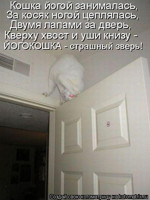 Котоматрица: Кошка йогой занималась, За косяк ногой цеплялась, Двумя лапами за дверь, Кверху хвост и уши книзу -  ЙОГОКОШКА - страшный зверь!