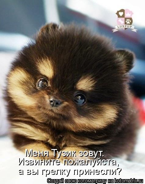 а вы грелку принесли? Извините пожалуйста, Меня Тузик зовут.... Котоматрица: а вы грелку принесли? Извините пожалуйста, Меня Тузик зовут.