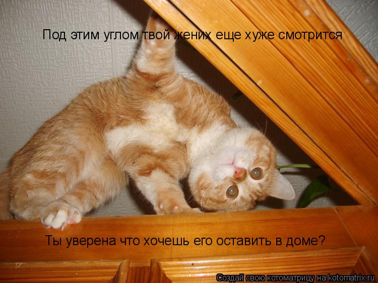 Котоматрица: Под этим углом твой жених еще хуже смотрится Ты уверена что хочешь его оставить в доме?