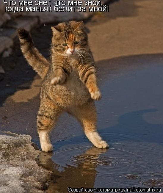 Котоматрица: Что мне снег, что мне зной,  когда маньяк бежит за мной!