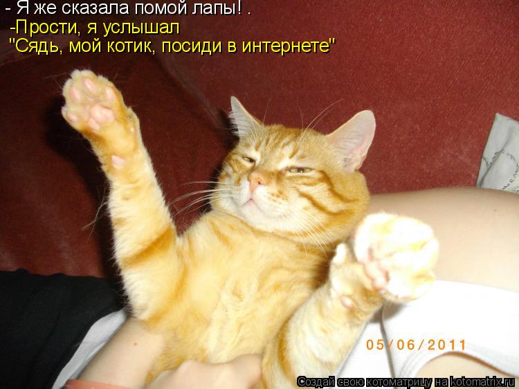 Котоматрица: - Я же сказала помой лапы! . -Прости, я услышал "Сядь, мой котик, посиди в интернете"