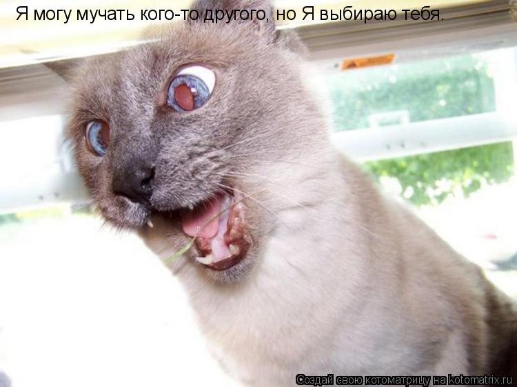 Котоматрица: Я могу мучать кого-то другого, но Я выбираю тебя.