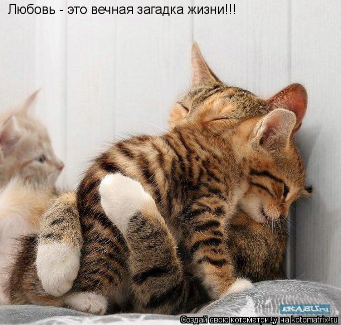 Котоматрица: Любовь - это вечная загадка жизни!!!