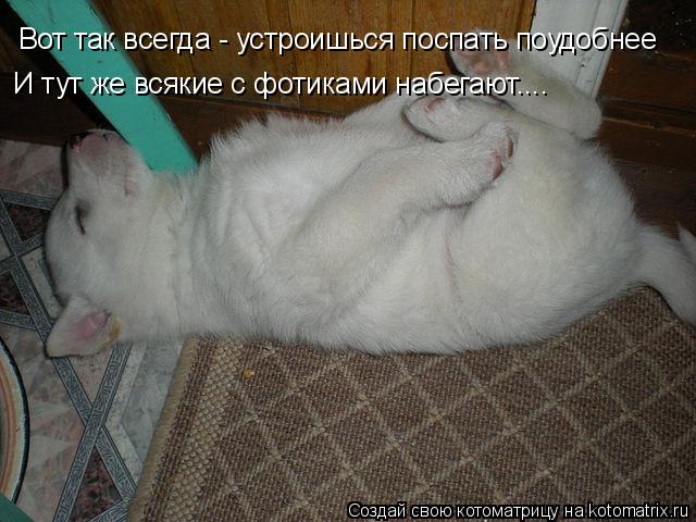 Вот так всегда - устроишься поспать поудобнее И тут же всякие с фотиками набегают....... Котоматрица: Вот так всегда - устроишься поспать поудобнее И тут же всякие с фотиками набегают....